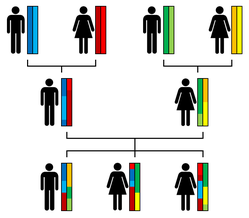 Transmission des autosomes des grands-parents à trois frères et sœurs