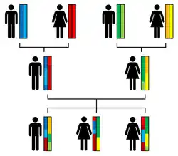 Transmission des autosomes des grands-parents à trois frères et sœurs